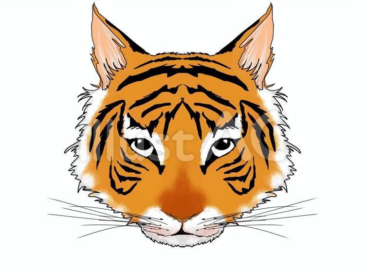 Free Vectors | Bengal tiger (with face and outline)