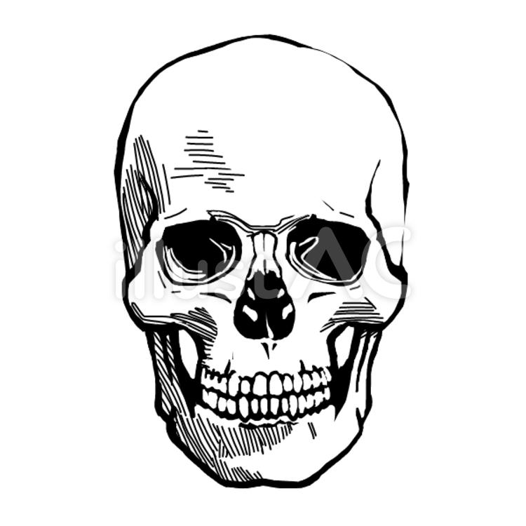 , skull, Skull, bone, JPG, PNG