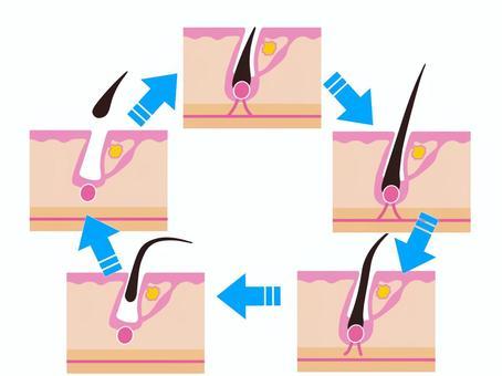 Epilation Hair Cycle, depilation, hair cycle, cycle, JPG and PNG
