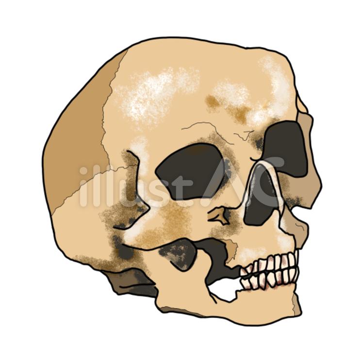 Skull (horror), skull, A squeezer, skull, JPG, PNG