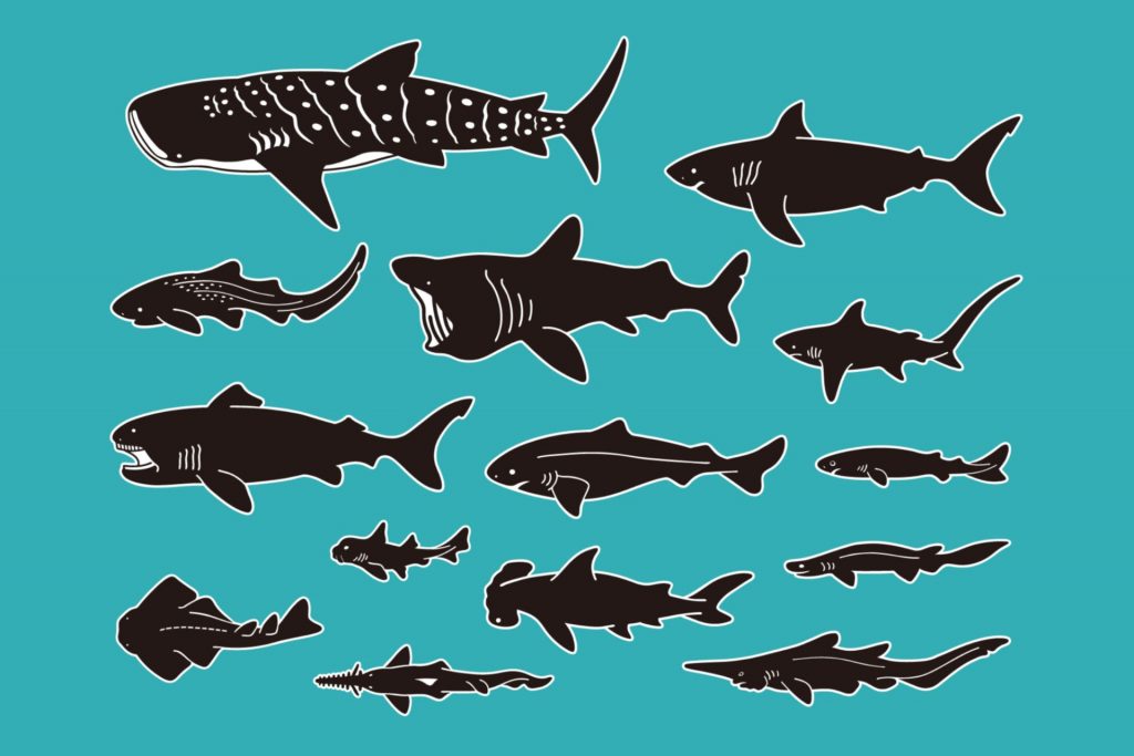 different types of shark clip art illustAC
