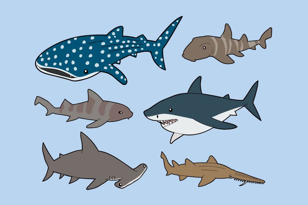 types of shark illustAC
