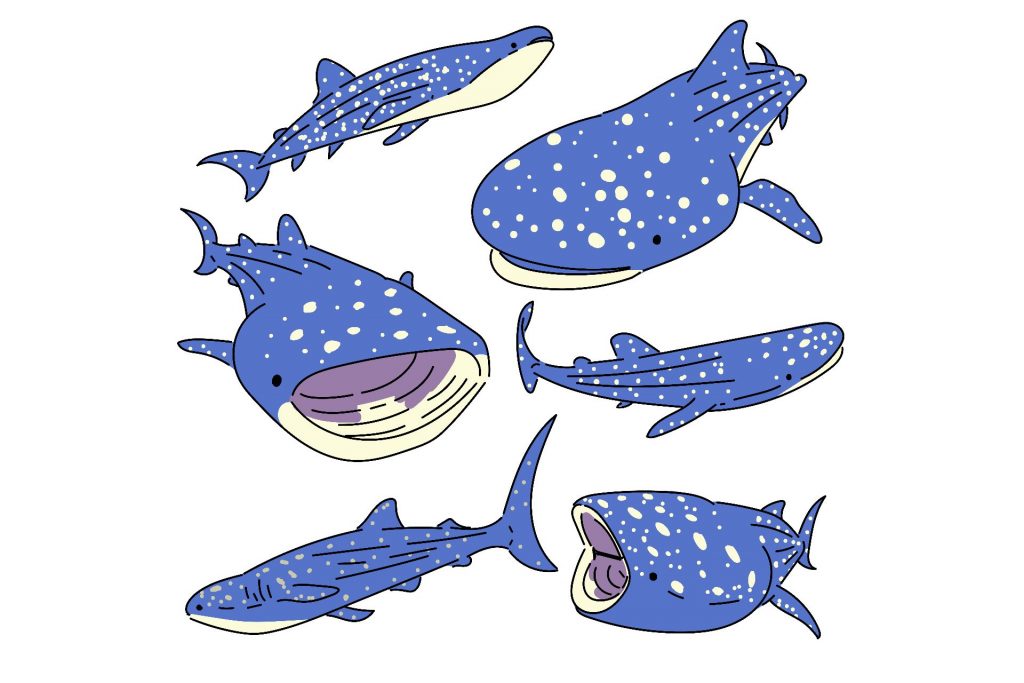 whale shark clipart 