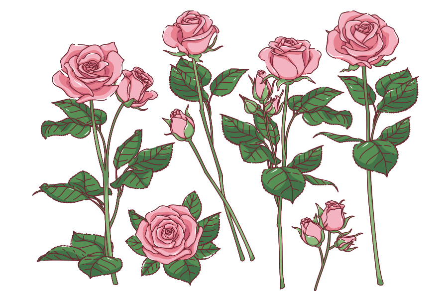 pink rose illustrations illustAC