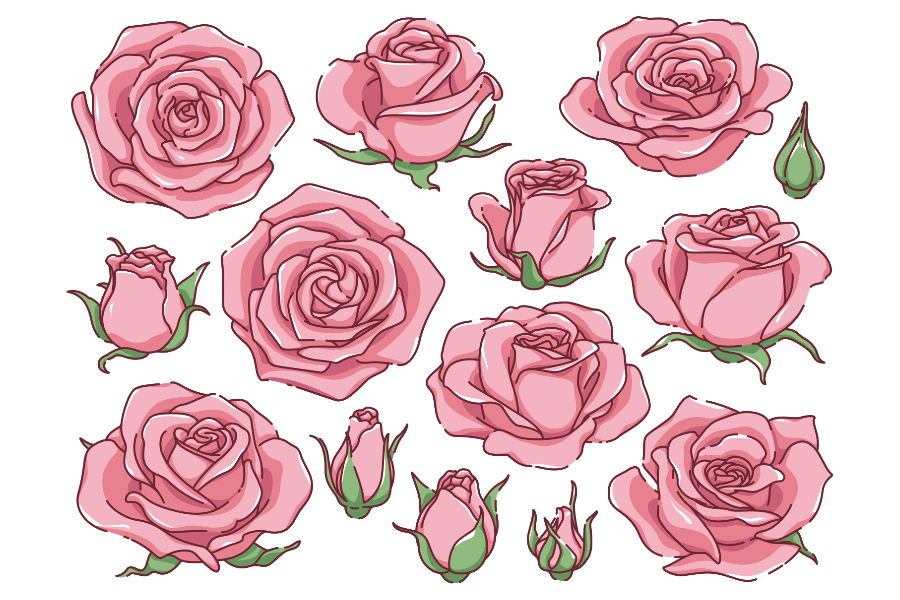 rose illustrations illustAC 1