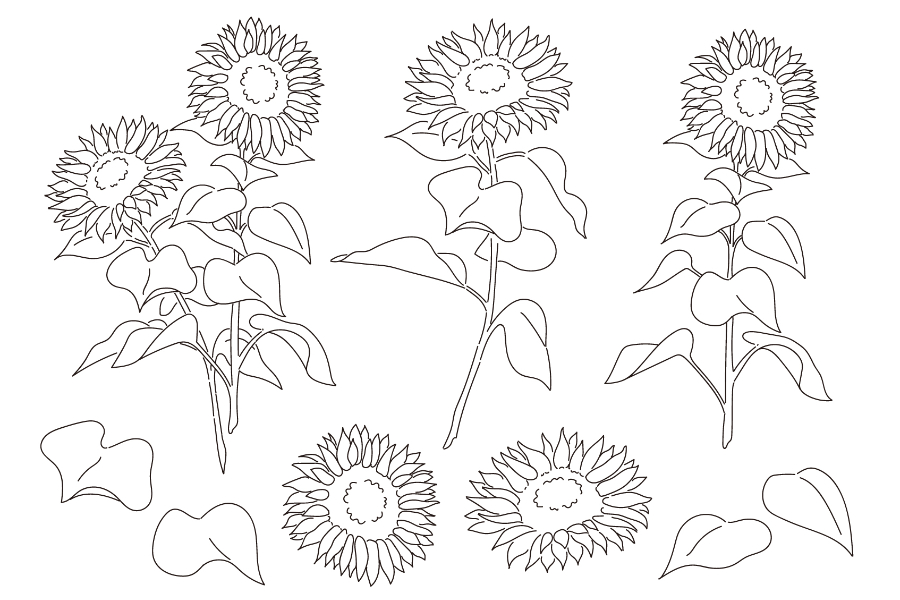 sunflower sketch illustAC