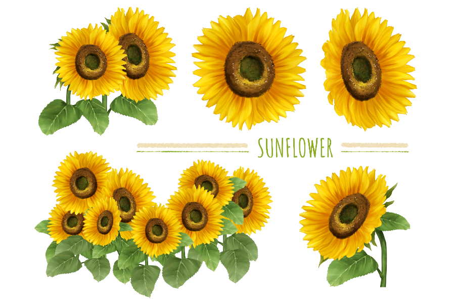 sunflower watercolor illustrations illustAC